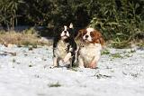 CAVALIER KING CHARLES 520